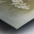 Dendrobium Johnsoniæ from Reichenbachia Orchids 1888-1894 illustrated by Frederick Sander 1847-1920.  Metal print