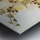 Oncidium tigrinum from Reichenbachia Orchids 1888-1894 illustrated by Frederick Sander 1847-1920.  Metal print