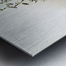 Epidendrum prismatocarpum from Reichenbachia Orchids 1888-1894 illustrated by Frederick Sander 1847-1920.  Metal print