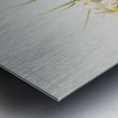 Miltonia phalænopsis from Reichenbachia Orchids 1888-1894 illustrated by Frederick Sander 1847-1920.  Metal print