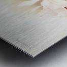 Cattleya trianaei schroederiana from Reichenbachia Orchids 1888-1894 illustrated by Frederick Sander 1847-1920.  Metal print