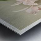 Cattleya victoria regina from Reichenbachia Orchids 1888-1894 illustrated by Frederick Sander 1847-1920.  Metal print