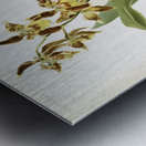 Odontoglossum luteo-purpureum prionopetalum from Reichenbachia Orchids 1888-1894 illustrated by Frederick Sander 1847-1920.  Metal print