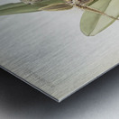 Cypripedium rothschildianum from Reichenbachia Orchids 1888-1894 illustrated by Frederick Sander 1847-1920.  Metal print