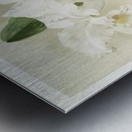 Cattleya mendelii quorndon house var from Reichenbachia Orchids 1888-1894 illustrated by Frederick Sander 1847-1920.  Metal print