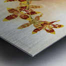 Odontoglossum triumphans from Reichenbachia Orchids 1888-1894 illustrated by Frederick Sander 1847-1920.  Metal print