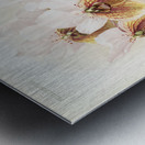 Vanda sanderiana from Reichenbachia Orchids 1888-1894 illustrated by Frederick Sander 1847-1920.  Metal print