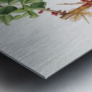 Carob flower Ceratonia siliqua from Pomona Italiana 1817 - 1839 by Giorgio Gallesio 1772-1839.  Metal print