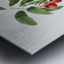 Apricot Pesca Ciliegia from Pomona Italiana 1817 - 1839 by Giorgio Gallesio 1772-1839.  Metal print