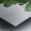 Peach Persica amygdalus from Pomona Italiana 1817 - 1839 by Giorgio Gallesio 1772-1839.  Metal print