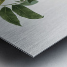 Peach Prunus persica from Pomona Italiana 1817 - 1839 by Giorgio Gallesio 1772-1839.  Metal print