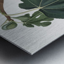 Fig Ficus carica sativa from Pomona Italiana 1817 - 1839 by Giorgio Gallesio 1772-1839.  Metal print