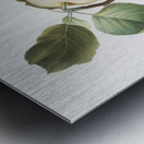 Astracan Apple Malus astracanensis from Pomona Italiana 1817 - 1839 by Giorgio Gallesio 1772-1839.  Impression metal