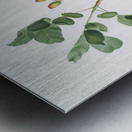 Pistachio Pistacia vera from Pomona Italiana 1817 - 1839 by Giorgio Gallesio 1772-1839.  Metal print