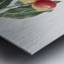 Peach Persica psillidermis from Pomona Italiana 1817 - 1839 by Giorgio Gallesio 1772-1839.  Metal print