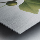 Briansole figs Ficus carica sativa from Pomona Italiana 1817 - 1839 by Giorgio Gallesio 1772-1839.  Metal print