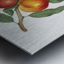 Walnut Persica violacea from Pomona Italiana 1817 - 1839 by Giorgio Gallesio 1772-1839.  Metal print