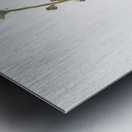 Peach flower Prunus persica from Pomona Italiana 1817 - 1839 by Giorgio Gallesio 1772-1839.  Metal print