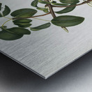 Pear Pyrus regalis from Pomona Italiana 1817 - 1839 by Giorgio Gallesio 1772-1839.  Metal print