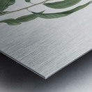 Walnut peach Persica from Pomona Italiana 1817 - 1839 by Giorgio Gallesio 1772-1839.  Metal print