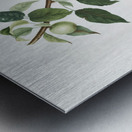 Apple Malus pumila from Pomona Italiana 1817 - 1839 by Giorgio Gallesio 1772-1839.  Metal print