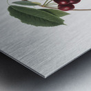 Cherry Cerasus visciola from Pomona Italiana 1817 - 1839 by Giorgio Gallesio 1772-1839.  Metal print