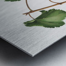 Friuili grape Vitis vinifera Forojuliensis from Pomona Italiana 1817 - 1839 by Giorgio Gallesio 1772-1839.  Metal print