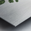 Apricot Prunus Sanctae Catherinae from Pomona Italiana 1817 - 1839 by Giorgio Gallesio 1772-1839.  Metal print