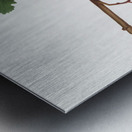 Apricot Prunus Sanctae Catherinae from Pomona Italiana 1817 - 1839 by Giorgio Gallesio 1772-1839.  Metal print