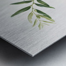 Jujube Fiorazione del Giuggiolo from Pomona Italiana 1817 - 1839 by Giorgio Gallesio 1772-1839.  Metal print