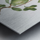 Jujube Fiorazione del Giuggiolo from Pomona Italiana 1817 - 1839 by Giorgio Gallesio 1772-1839.  Metal print