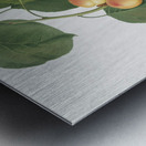 Grape vine Vitis vinifera Niciensis from Pomona Italiana 1817 - 1839 by Giorgio Gallesio 1772-1839.  Metal print