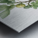 Fig Ficus carica from Pomona Italiana 1817 - 1839 by Giorgio Gallesio 1772-1839.  Metal print