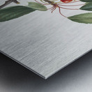 Cherry Prunus avium from Pomona Italiana 1817 - 1839 by Giorgio Gallesio 1772-1839.  Metal print