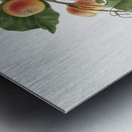 Apricot Armeniaca Alexandrina from Pomona Italiana 1817 - 1839 by Giorgio Gallesio 1772-1839.  Metal print