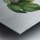 Apricot Armeniaca Alexandrina from Pomona Italiana 1817 - 1839 by Giorgio Gallesio 1772-1839.  Metal print