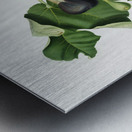 Fig Ficus carica sativa from Pomona Italiana 1817 - 1839 by Giorgio Gallesio 1772-1839.  Metal print