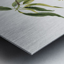 Peach Prunus persica from Pomona Italiana 1817 - 1839 by Giorgio Gallesio 1772-1839.  Metal print