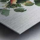 Apricot Alessandrina seconda from Pomona Italiana 1817 - 1839 by Giorgio Gallesio 1772-1839.  Metal print