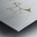 Amarena cherry flower Prunus cerasus from Pomona Italiana 1817 - 1839 by Giorgio Gallesio 1772-1839.  Metal print