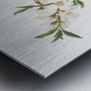 Almond tree flower Prunus dulcis from Pomona Italiana 1817 - 1839 by Giorgio Gallesio 1772-1839.  Metal print