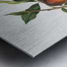 Peach Prunus persica from Pomona Italiana 1817 - 1839 by Giorgio Gallesio 1772-1839.  Metal print