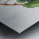 Grape Spanna Vitis vinifera Pedemontana from Pomona Italiana 1817 - 1839 by Giorgio Gallesio 1772-1839.  Metal print