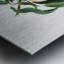 Peach Persica julodermis from Pomona Italiana 1817 - 1839 by Giorgio Gallesio 1772-1839.  Metal print