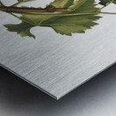 Black grape Vitis vinifera from Pomona Italiana 1817 - 1839 by Giorgio Gallesio 1772-1839.  Metal print