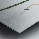 Date Palm Phoenix dactylifera from Pomona Italiana 1817 - 1839 by Giorgio Gallesio 1772-1839.  Metal print