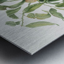 Peach Amygdalus persica iulodermis from Pomona Italiana 1817 - 1839 by Giorgio Gallesio 1772-1839.  Metal print