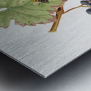 Peach Amygdalus persica iulodermis from Pomona Italiana 1817 - 1839 by Giorgio Gallesio 1772-1839.  Metal print