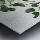 Pear Pyrus mendax from Pomona Italiana 1817 - 1839 by Giorgio Gallesio 1772-1839.  Metal print