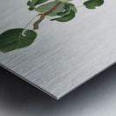 Winter citron Pyrus virgolata from Pomona Italiana 1817 - 1839 by Giorgio Gallesio 1772-1839.  Metal print